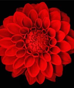 Black And Red Dahlia Flower Paint By Numbers