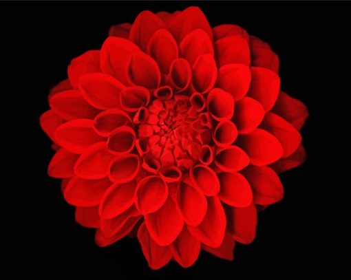 Black And Red Dahlia Flower Paint By Numbers