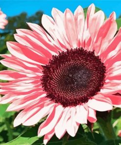 Blooming Pink Sunflower Paint By Numbers