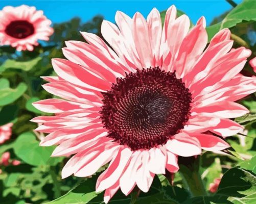 Blooming Pink Sunflower Paint By Numbers