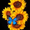 Blue Butterfly On Sunflowers Paint By Numbers