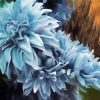 Blue Dahlias Paint By Numbers