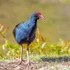 Blue Pukeko Bird Paint By Numbers