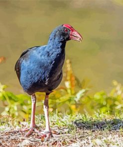 Blue Pukeko Bird Paint By Numbers