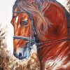 Brown Lusitano Horse Art Paint By Numbers