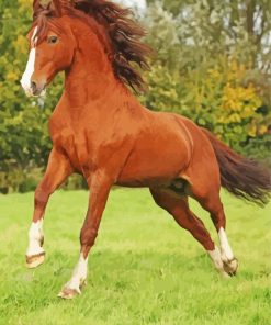 Brown Welsh Pony Paint By Number