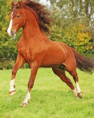 Brown Welsh Pony Paint By Number