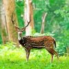 Chital Axis Deer Paint By Numbers