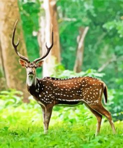 Chital Axis Deer Paint By Numbers