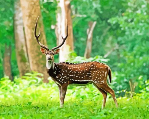 Chital Axis Deer Paint By Numbers