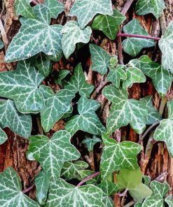 Climbing Ivy Plant Paint By Numbers