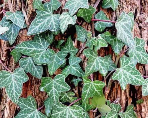 Climbing Ivy Plant Paint By Numbers