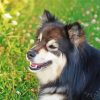 Close Up Finnish Lapphund Paint By Numbers