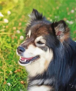 Close Up Finnish Lapphund Paint By Numbers