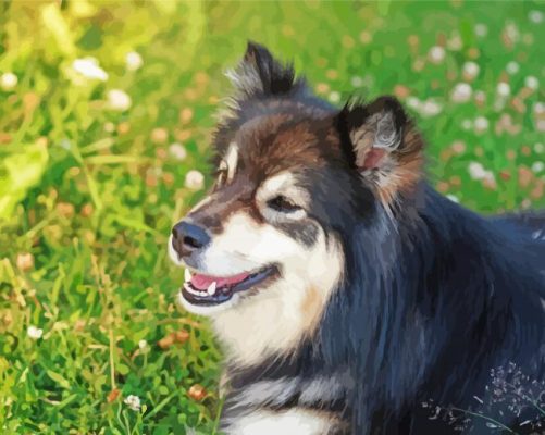 Close Up Finnish Lapphund Paint By Numbers