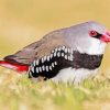 Diamond Firetail Finch Paint By Numbers