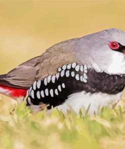 Diamond Firetail Finch Paint By Numbers