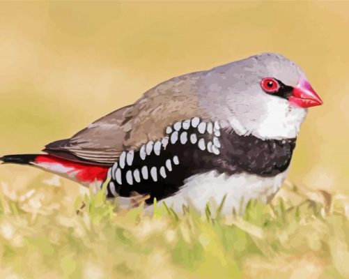 Diamond Firetail Finch Paint By Numbers