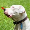 Dogo Argentino And Butterfly Paint By Numbers