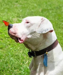 Dogo Argentino And Butterfly Paint By Numbers