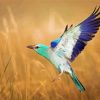 European Roller Bird Paint By Numbers