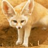 Fennec Fox Animal Paint By Numbers