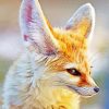 Fennec Fox Paint By Numbers