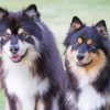 Finnish Lapphund Dogs Paint By Numbers