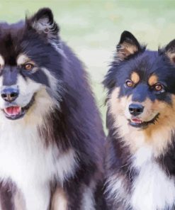 Finnish Lapphund Dogs Paint By Numbers