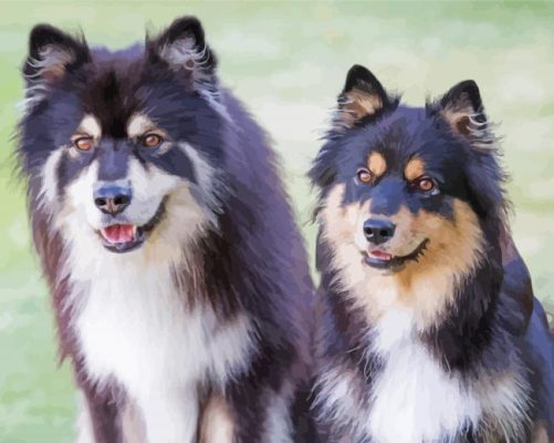 Finnish Lapphund Dogs Paint By Numbers