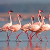 Flamingos Lake Nakuru Paint By Numbers