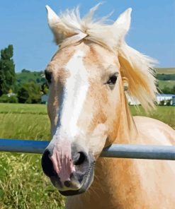 Golden Mare Horse Head Paint By Numbers