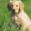 Cute Golden Puppy On Grass Paint By Numbers