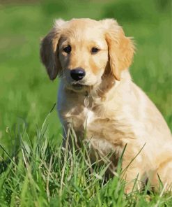 Cute Golden Puppy On Grass Paint By Numbers