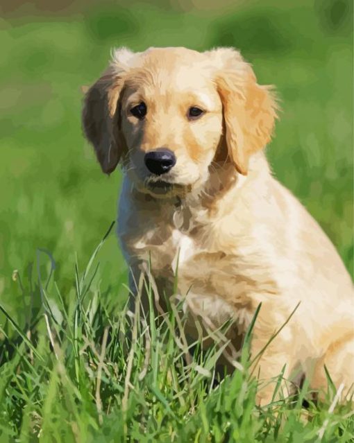 Golden Puppy On Grass Paint By Numbers