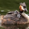 Great Crested Grebe Bird Paint By Numbers