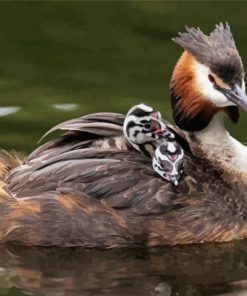 Great Crested Grebe Bird Paint By Numbers