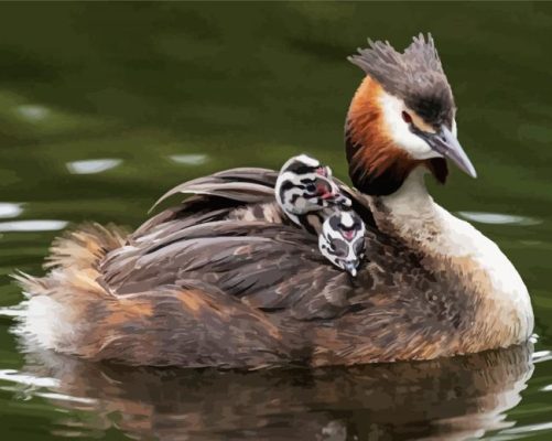 Great Crested Grebe Bird Paint By Numbers