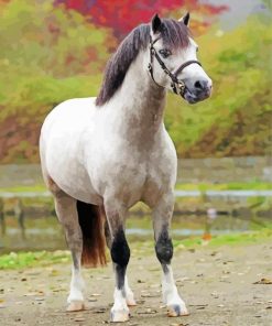 Grey Welsh Pony Paint By Numbers