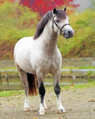 Grey Welsh Pony Paint By Numbers