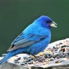 Indigo Bunting Bird Eating Paint By Numbers