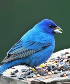 Indigo Bunting Bird Eating Paint By Numbers