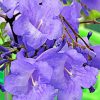 Jacaranda Flowers Paint By Numbers