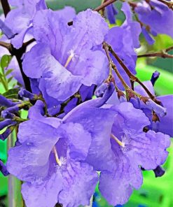 Jacaranda Flowers Paint By Numbers