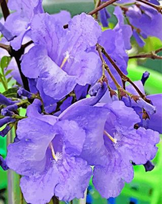 Jacaranda Flowers Paint By Numbers