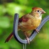 Juvenile Female Cardinal Paint By Number