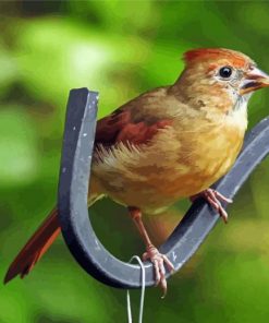 Juvenile Female Cardinal Paint By Number