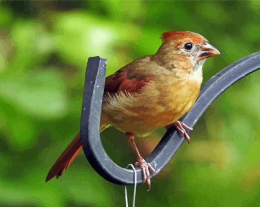 Juvenile Female Cardinal Paint By Number