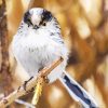 Long Tailed Tit Bird Paint By Numbers