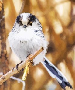 Long Tailed Tit Bird Paint By Numbers